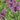Allium cernuum - 2026