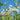 Allium cernuum 'White Dwarf' Bulb