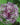 Allium cristophii Bulb