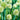 Allium fistulosum Bulb
