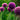 Allium giganteum Bulb
