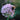 Allium nutans Bulb