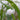 Allium paradoxum var. normale Bulb