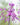 Allium pulchellum Bulb