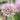Allium senescens - 2026