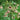 Allium siculum Bulb