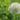 Allium stipitatum Bulb