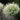 Allium stipitatum 'White Giant' Bulb