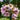 Allium tripedale Bulb