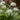 Allium ursinum - 2026
