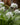 Allium ursinum - 2026