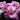Alstroemeria 'Ligtu Hybrids' - 2026