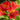 Alstroemeria 'Mars' - 2026