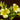 Alstroemeria aurea 'Lutea' - 2026