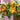 Alstroemeria aurea 'Orange King' - 2026