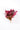 Alternanthea Cardinalis