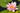 Nymphaea 'Amabilis', water lily, live pond plant