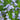 Amsonia 'Blue Ice' - 2026