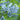 Amsonia tabernaemontana - 2026