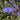 Anchusa azurea 'Dropmore' - 2026