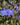 Anchusa azurea 'Dropmore' - 2026