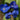 Anchusa azurea 'Loddon Royalist' - 2026