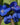 Anchusa azurea 'Loddon Royalist' - 2026