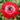 Anemone coronaria Harmony Double Scarlet 1L