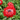Anemone coronaria Harmony Double Scarlet 1L
