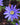 Anemone blanda 'Blue Shades' Bulb