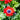Anemone coronaria 'Governor' Bulb