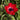Anemone coronaria 'Hollandia' Bulb