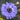 Anemone coronaria 'Lord Lieutenant' Bulb