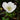 Anemone coronaria 'Mount Everest' Bulb