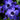 Anemone coronaria 'Mr. Fokker' Bulb