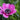 Anemone coronaria 'Sylphide' Bulb