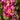 Anemone hupehensis 'Prinz Heinrich' - 2026