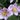 Anemone hupehensis 'September Charm' - 2026