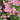 Anemone hupehensis 'Splendens' - 2026