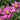 Anemone hybrida 'Bressingham Glow' - 2026