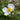 Anemone hybrida 'Elfin Swan' - 2026