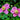 Anemone hybrida 'Hadspen Abundance' - 2026
