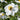 Anemone hybrida 'Honorine Jobert' - 2026