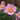 Anemone hybrida 'Königin Charlotte' - 2026