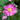 Anemone hybrida 'Margarete' - 2026
