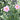 Anemone hybrida 'Mont Rose' - 2026