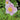 Anemone hybrida 'Ouverture' - 2026