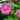 Anemone hybrida 'Pamina' - 2026