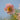 Anemone hybrida 'Richard Ahrens' - 2026