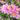Anemone hybrida 'Rosenschale' - 2026